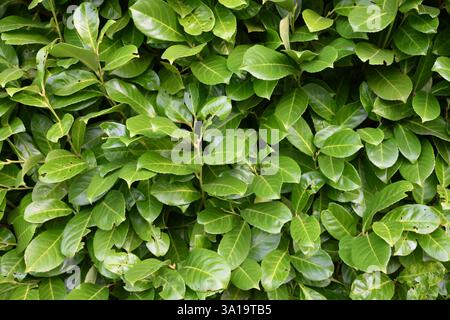 Un gros plan de feuilles vertes sur un buisson. Les feuilles sont très vertes et sont étalées d'une manière qui rend le buisson plein et luxuriant Banque D'Images