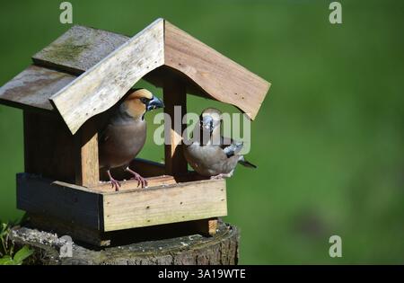 Hawfinch, Coccothraustes coccothraustes, finch, oiseau, oiseau chanteur, paire, femelle, mâle, nichoir, mangeoire d'oiseaux, Banque D'Images