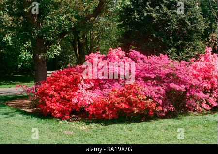 Arbustes azalées florissants rouges et roses en pleine floraison Banque D'Images