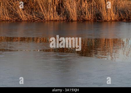 Les tiges sèches de roseau se reflètent dans l'eau d'un étang partiellement gelé Banque D'Images