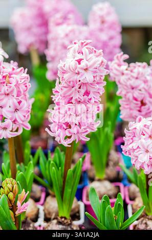 Pink Hyacinthus orientalis, Espèces, Jacinthe. Les fleurs à bulbe de printemps attrayant. Banque D'Images