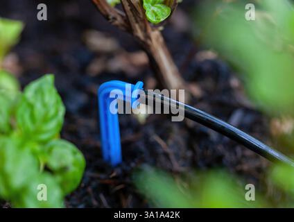 Arroser les plantes dans le jardin avec un système d'irrigation goutte à goutte par une journée ensoleillée, assurer une utilisation efficace de l'eau et promouvoir des pratiques de jardinage durables Banque D'Images
