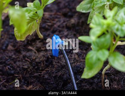 Le système d'irrigation goutte à goutte arrose une plante de basilic dans le jardin, assurant une hydratation et une croissance optimales Banque D'Images
