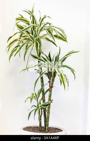 Chlorophytum comosum plante d'intérieur sur mur blanc. Banque D'Images