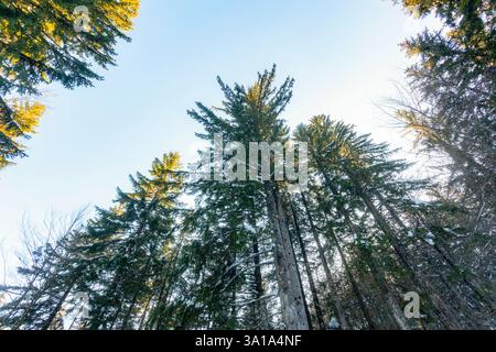 Vue de dessous les sommets des pins contre le ciel. Les branches des arbres sont couvertes de neige blanche. Banque D'Images