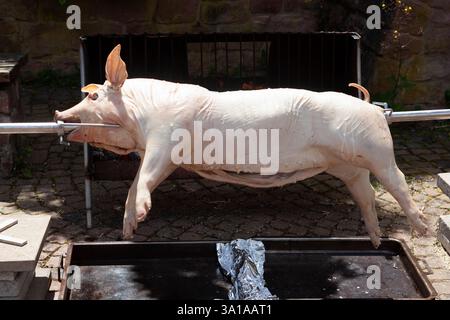 Cochon de lait frais sur une broche au-dessus du gril Banque D'Images