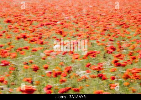 Champ de coquelicots près du Geltinger Birk Banque D'Images