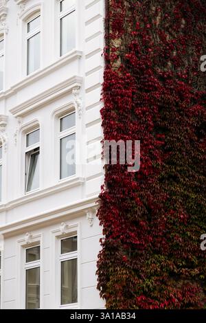Bâtiment ancien, Art Nouveau, Friesische de Flensburg avec vin Straße automne sur la façade Banque D'Images