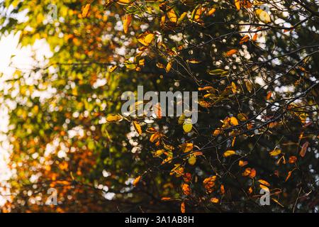 Feuilles d'automne de la poire rocheuse Banque D'Images