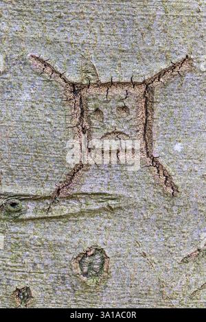 Visage sculpté dans l'écorce d'un tronc d'arbre Banque D'Images