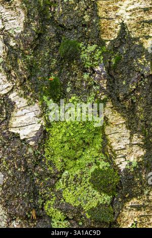 Gros plan du lichen trompette, Cladonia fimbriata sur un tronc d'arbre en hiver Banque D'Images