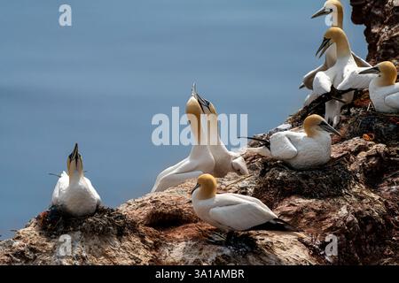 Sites de reproduction de Gannet sur l'île d'Helgoland, mer du Nord, Schleswig-Holstein, Allemagne Banque D'Images
