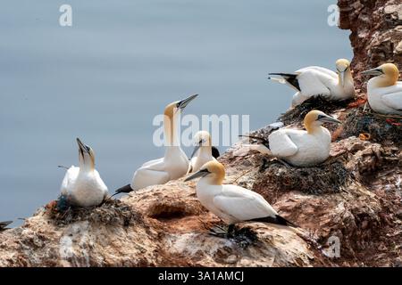Sites de reproduction de Gannet sur l'île d'Helgoland, mer du Nord, Schleswig-Holstein, Allemagne Banque D'Images