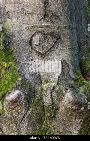 Visage dans un tronc d'arbre, coeur sculpté Banque D'Images