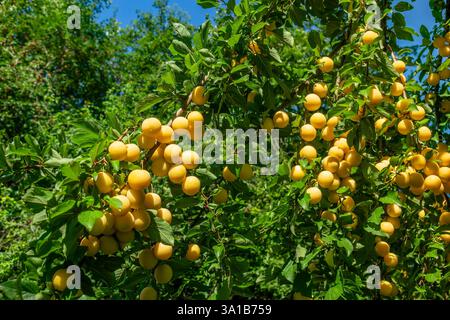 La prune Mirabelle (Prunus domestica subsp. syriaca) est une sous-espèce de la prune. Elle est également connue sous le nom de prune jaune. Banque D'Images