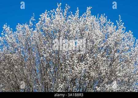 La floraison des poiriers Bradford (Callery) marque le début du printemps à Atlanta, en Géorgie. (ÉTATS-UNIS) Banque D'Images