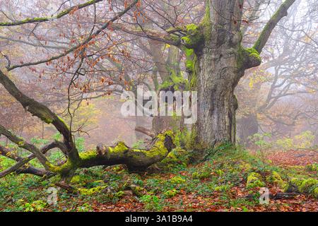 Europe, Allemagne, Hesse, Hesse du Nord, Waldeck-Frankenberg, Waldecker Land, parc naturel et national de Kellerwald-Edersee, Bad Wildungen, Hutewald Halloh, formes d'arbres bizarres Banque D'Images