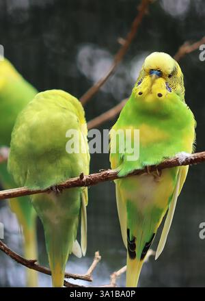 Deux budgerigars vibrants, également connus sous le nom de perruches, mettent en valeur leur plumage coloré tout en étant perchés sur une branche Banque D'Images
