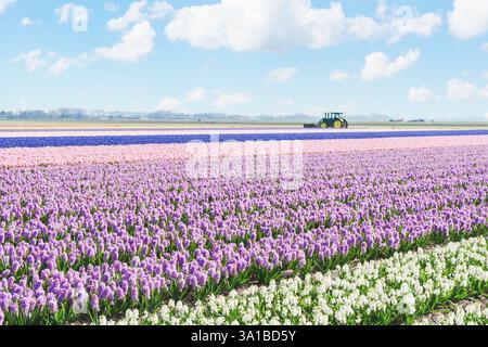 Des rangées de jacinthes violettes, roses et blanches fleurissent dans les terres agricoles, tandis qu'un tracteur se déplace au loin sous un ciel partiellement nuageux. Banque D'Images