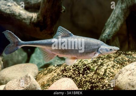 Chub à bosse (Gila cypha), une espèce menacée protégée par le gouvernement fédéral, originaire du Colorado River System aux États-Unis. Banque D'Images