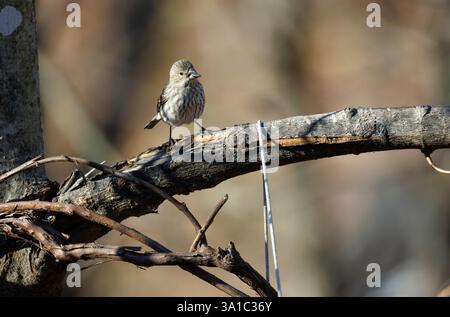 Maison femelle finch perché sur une branche d'arbre absente de feuilles Banque D'Images