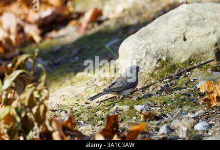 Junco aux yeux sombres sur le sol avec de la roche en arrière-plan Banque D'Images