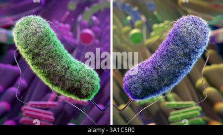 Mirror Life, illustration conceptuelle. Beaucoup de biomolécules sont chirales, c'est-à-dire qu'elles peuvent exister sous deux formes miroirs analogues à des versions droitières et gauches. Une seule des formes se retrouvera dans la nature. Par exemple, l'ADN est droitier et les protéines gaucher. Il doit être possible de réaliser des cellules, dites cellules miroirs, entièrement à partir de molécules d'image miroir. Cependant, cela a été mis en garde contre, car les systèmes immunitaires, les médicaments et les antimicrobiens ne fonctionneraient pas contre les cellules miroirs et ils pourraient se propager sans contrôle. Banque D'Images