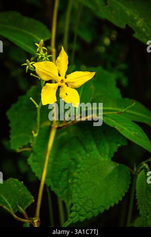 Goodenia ovata, communément appelé goodenia houblon, est un arbuste au feuillage collant, souvent verni, denté en forme d'oeuf à feuilles elliptiques et jaune flo Banque D'Images