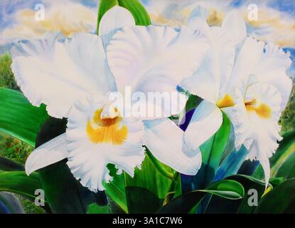 Aquarelle peinture originale fleur blanche réaliste de cattleya orchidée et feuilles vertes dans fond de nuage. Illustration peinte à la main, Banque D'Images