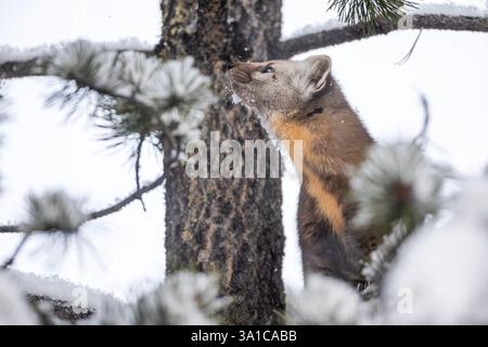 La martre américaine (Martes americana) grimpe sur un pin couvert de neige, affichant son épais manteau d'hiver dans une forêt enneigée. Banque D'Images