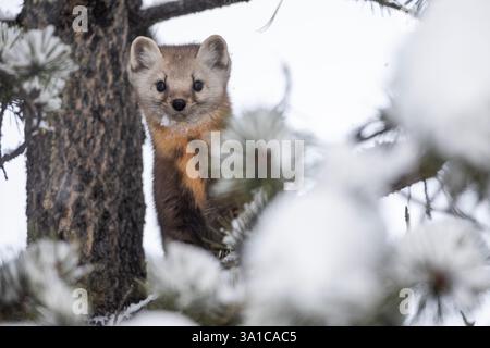 Martre d'Amérique (Martes americana) perchée dans un arbre enneigé, observant ses environs en hiver. Banque D'Images