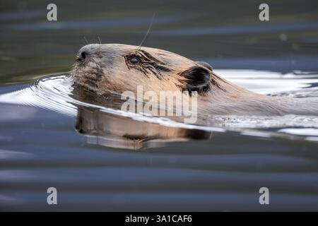 Castor nord-américain (Castor canadensis) nageant en eau calme, alerte et concentrée. Banque D'Images