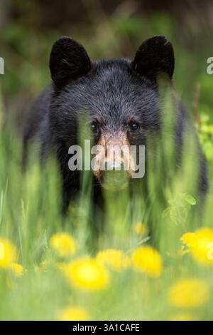 Ours noir d'Amérique (Ursus americanus) jetant un coup d'œil à travers les hautes herbes et les pissenlits dans une prairie printanière. Banque D'Images