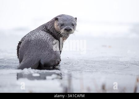 Loutre de rivière nord-américaine (Lontra canadensis) debout sur l'eau glacée, alerte dans l'habitat hivernal. Banque D'Images