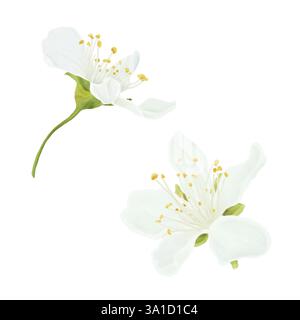 Fleurs printanières florissantes de pommiers et de cerisiers avec des pétales délicats et des étamines jaunes. Illustration numérique aquarelle. Bourgeons blancs isolés sur whi Banque D'Images
