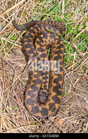 Adder aka Viper du Nord ou Viper européenne commune (Vipera berus) se prélasser au soleil du printemps. Viperidae. Sussex, Royaume-Uni Banque D'Images