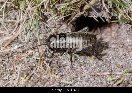 Cricket britannique (Gryllus campestris) nymphe féminine à l'entrée du terrier Sussex, Royaume-Uni Banque D'Images