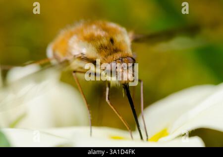 Encolure de mouche d'abeille (Bombylius major) à bords foncés sur Primrose Flower. Bombylidae. Sussex, Royaume-Uni Banque D'Images