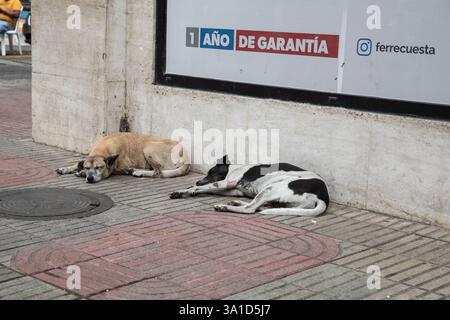 Deux chiens errants dorment sur le trottoir à Saint-Domingue, la capitale de la République dominicaine Banque D'Images