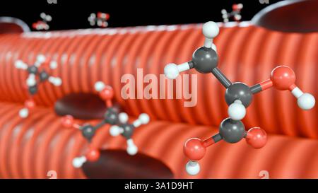 3e rendu des molécules d'acide lactique et du muscle squelettique. L'accumulation d'acide lactique dans le tissu musculaire. Banque D'Images