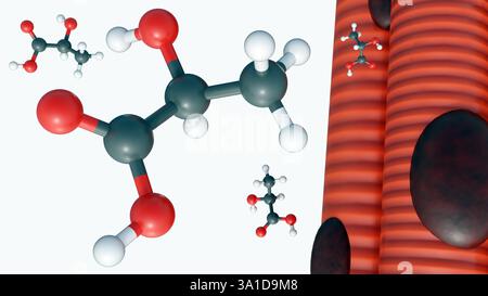 3e rendu des molécules d'acide lactique et du muscle squelettique. L'accumulation d'acide lactique dans le tissu musculaire. Banque D'Images