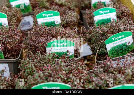 Vue rapprochée de plusieurs pots de plantes de thym vin et roses caborn mis en vente au centre de jardinage dans le dorset - herbe vivace à feuilles persistantes Thymus Hardy Banque D'Images