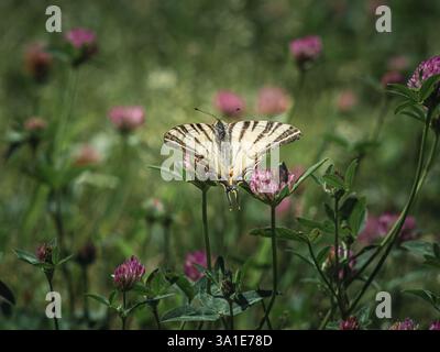 Un papillon rare à queue d'aronde avec des ailes pâles rayées noires repose sur une fleur de trèfle rose. L'arrière-plan vert flou améliore le contraste du Banque D'Images