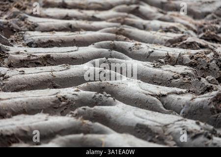 Les chenilles de pneus et les chenilles de fer des pelles sont imprimées dans du sable humide, presque de la boue, créant une surface robuste et texturée Banque D'Images