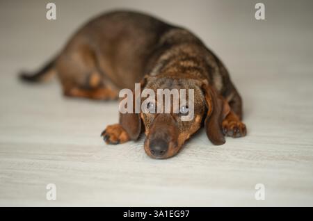 Un mignon teckel brun est couché sur le sol. Banque D'Images
