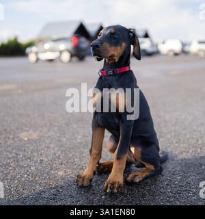 Chiot dobermann noir et brun assis sur le quai du port. Chiot Doberman avec oreilles naturelles, queue naturelle photographiée en extérieur dans la nature. Banque D'Images