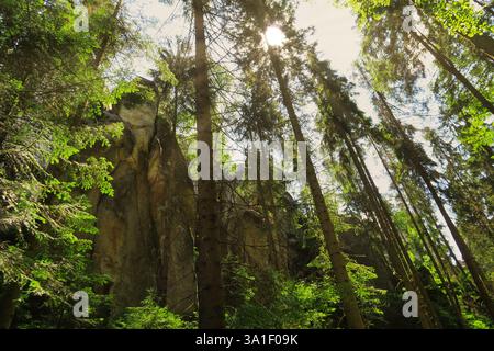 Une scène de forêt sereine avec de grands pins atteignant le ciel. La lumière du soleil filtre à travers les branches, éclairant la verdure luxuriante et rocheuse c Banque D'Images