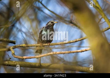 Sturnus vulgaris alias étourneaux européens. Oiseau commun perché sur la branche de l'arbre. Nature de la république tchèque. Banque D'Images