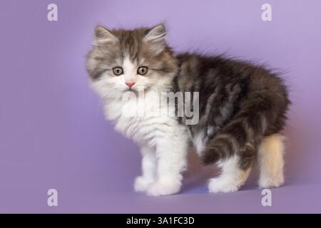 Un chaton croisé ragdoll mignon devant un fond de studio violet Banque D'Images
