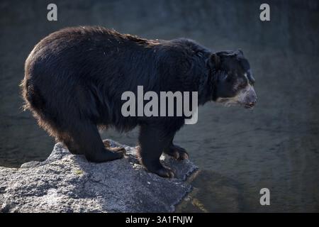 Ours à lunettes (Tremarctos ornatus) ou ours andin, captif, Allemagne Banque D'Images